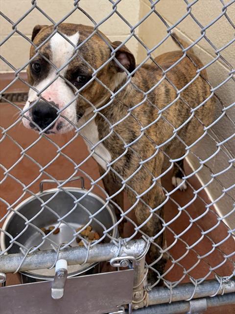 Adoptable Dog