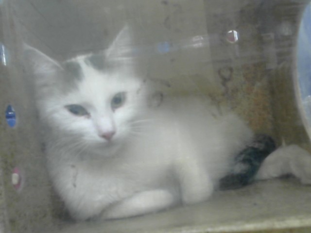 Sweetie Pie