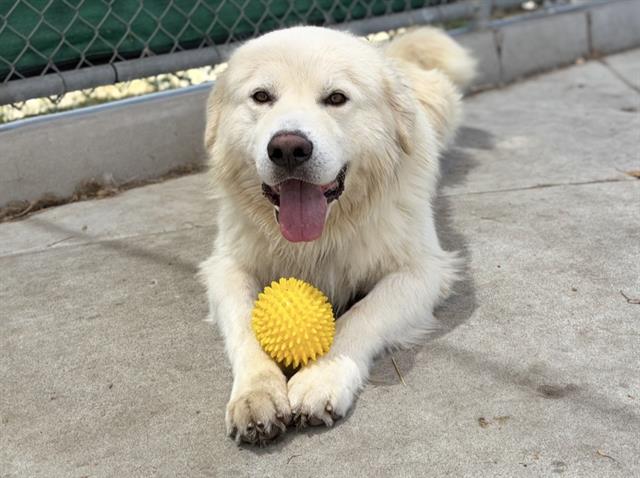 Apollo