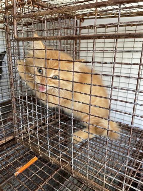 Adoptable Cat