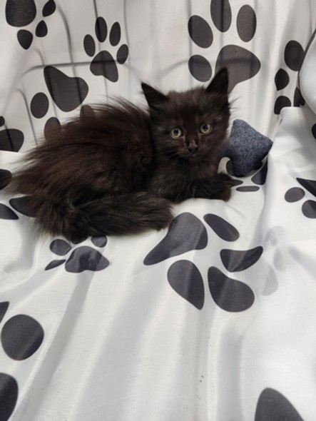 Gossamer