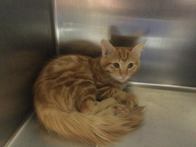 Garfield