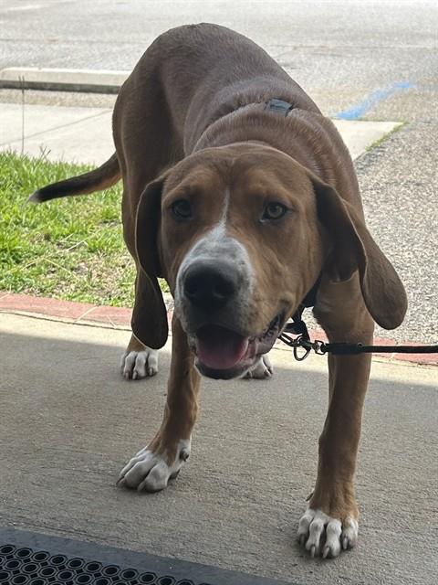Toby