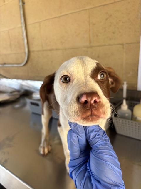 Adoptable Dog