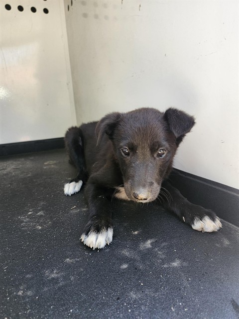 Adoptable Dog