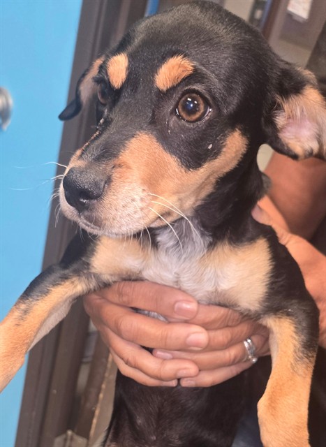 Adoptable Dog