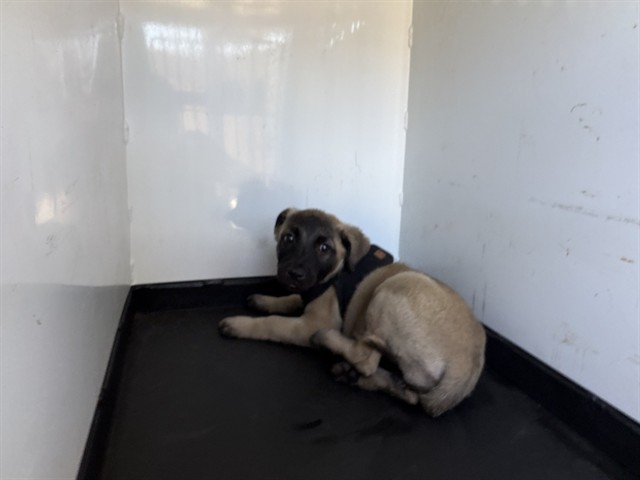 Adoptable Dog