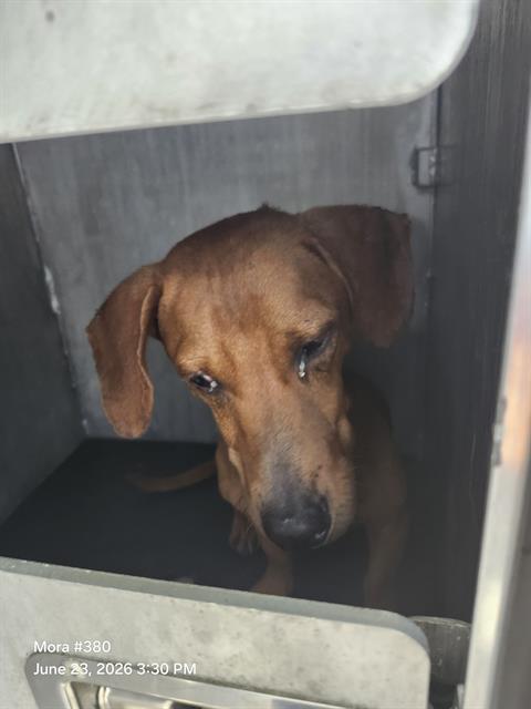 Adoptable Dog