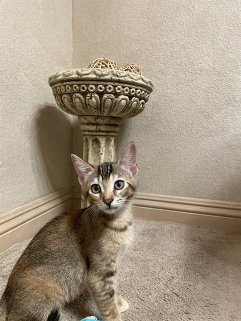 Adoptable Cat
