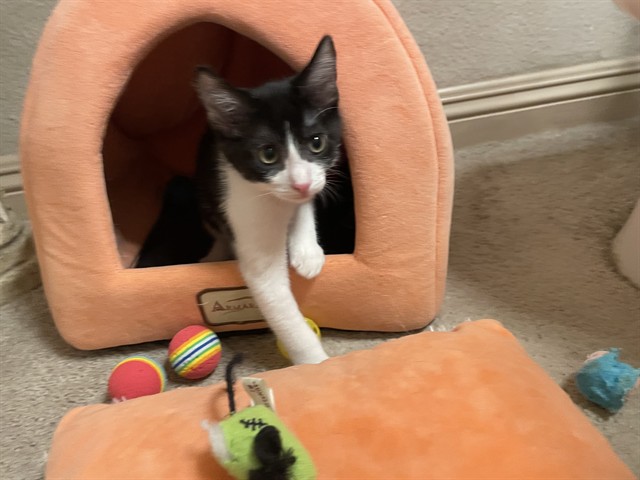 Jack