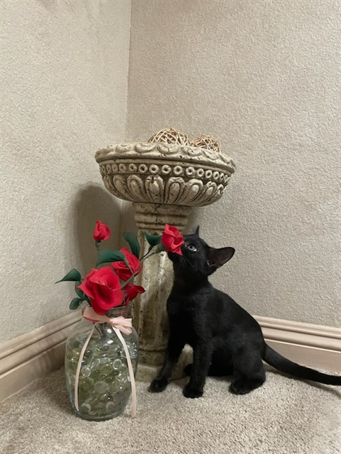 Pepper