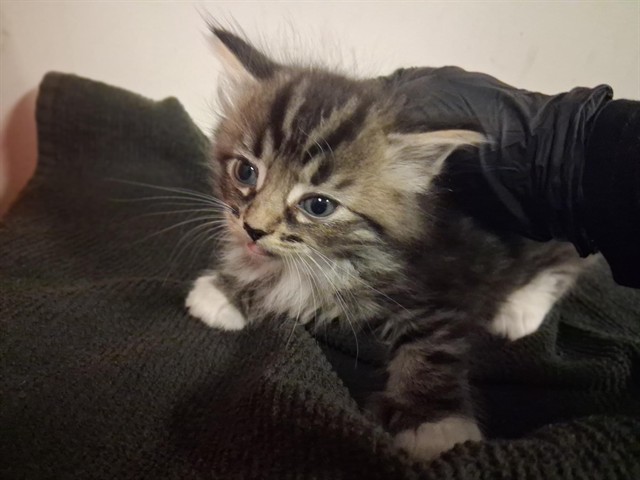 Adoptable Cat