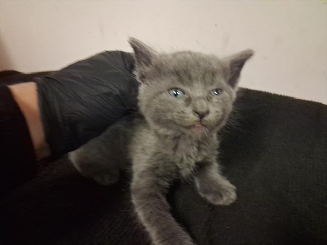 Adoptable Cat