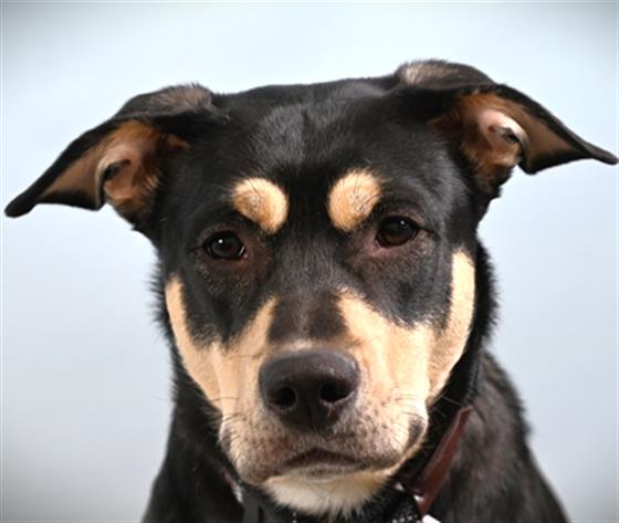 Sooki
