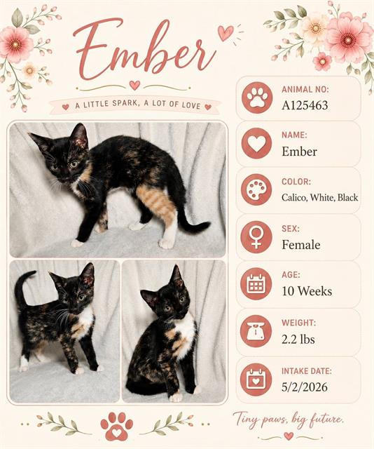 Ember