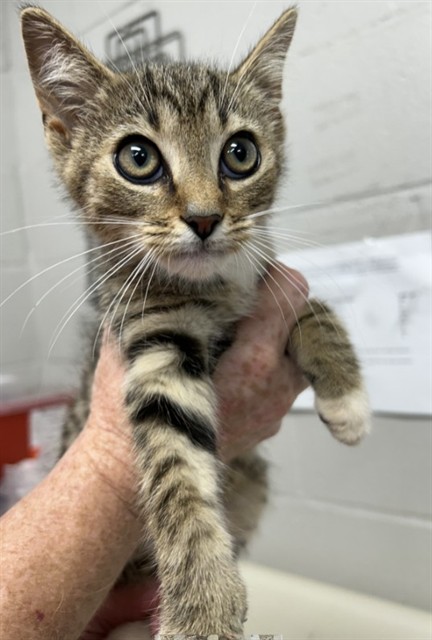 Adoptable Cat
