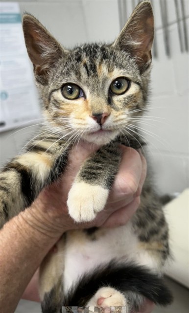 Adoptable Cat