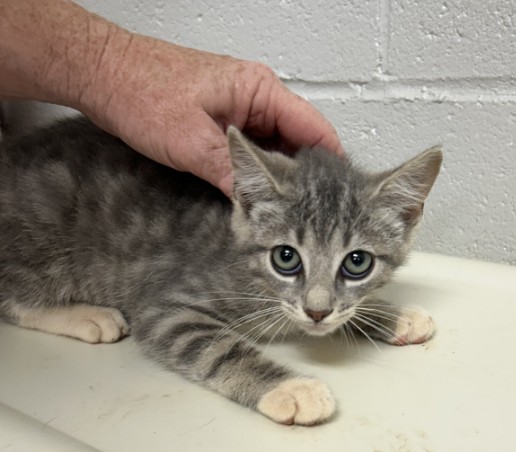 Adoptable Cat