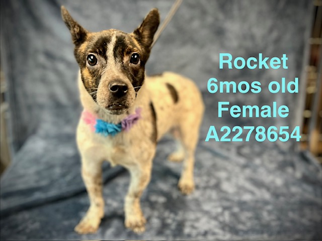 Rocket
