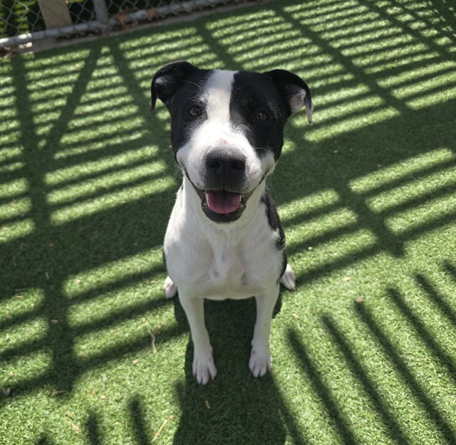 Penelope Pit