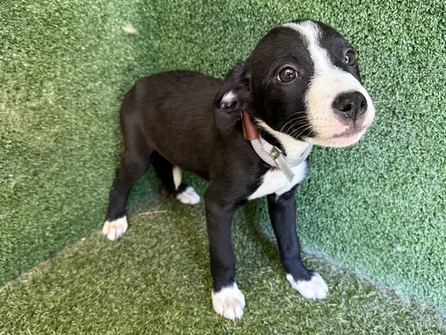 Adoptable Dog