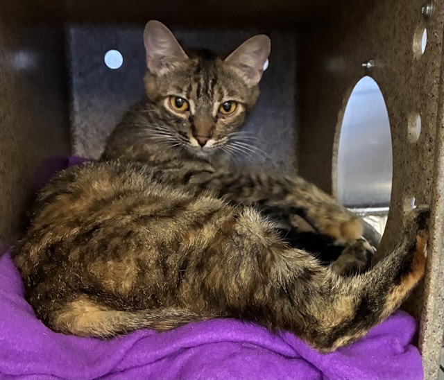 Med Adopt Mama Belle