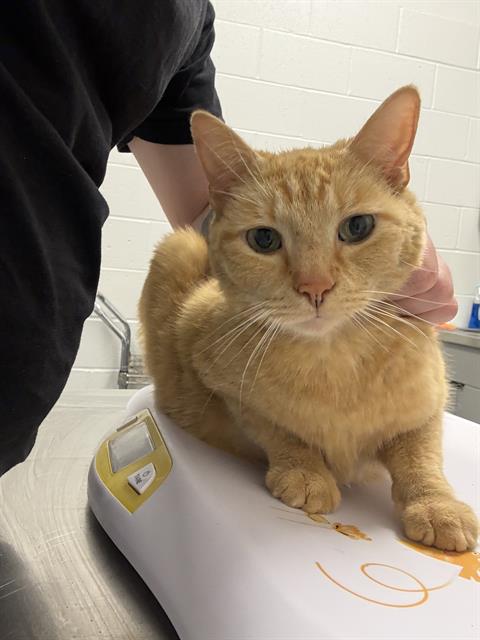 Marmalade