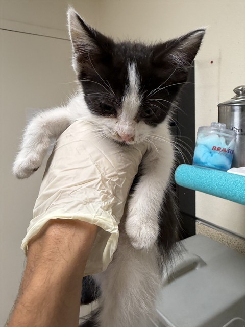 Tuxedo