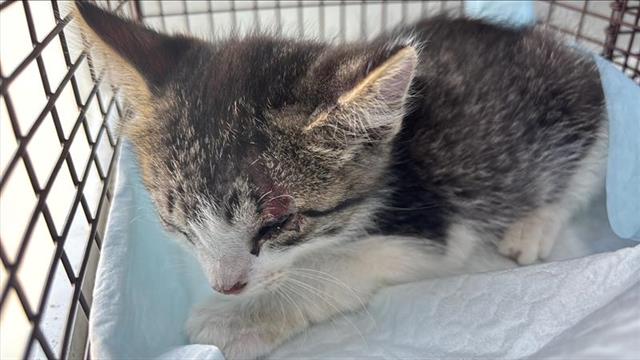 Adoptable Cat