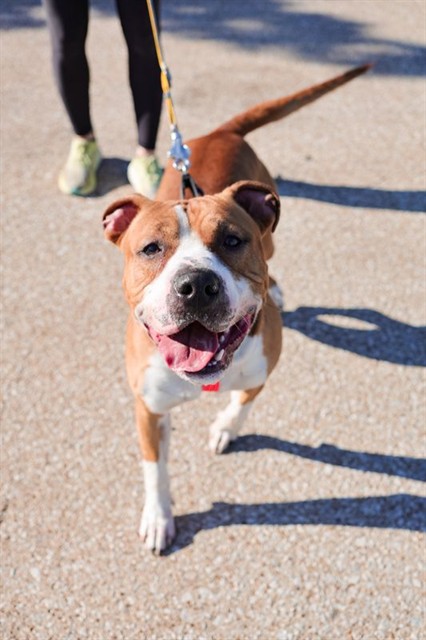 Jack