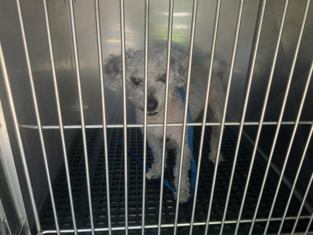 Adoptable Dog