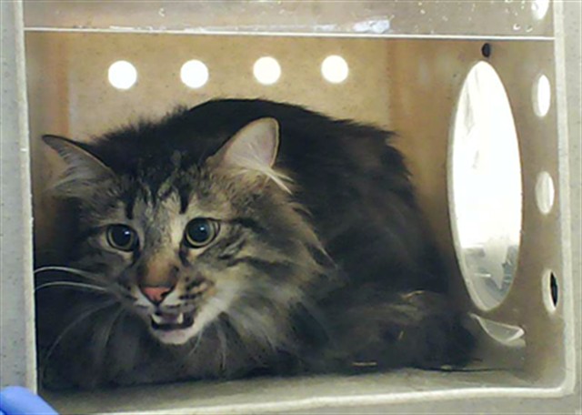 Adoptable Cat