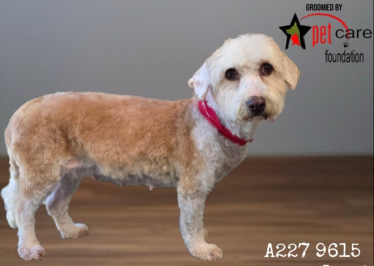 Adoptable Dog