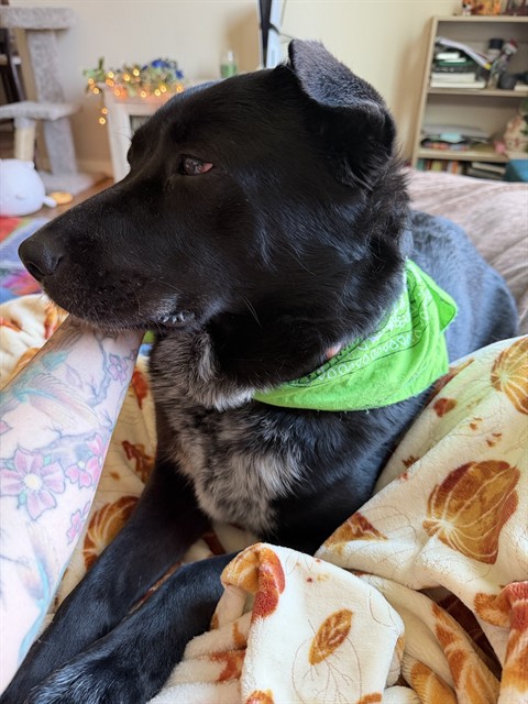 Stella
