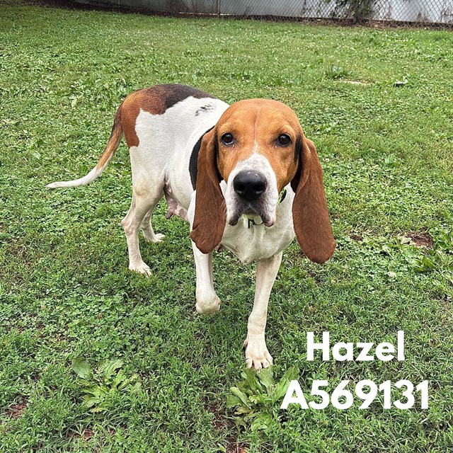 Hazel