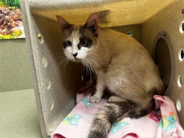 Adoptable Cat