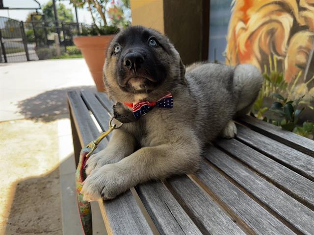 Blueberry