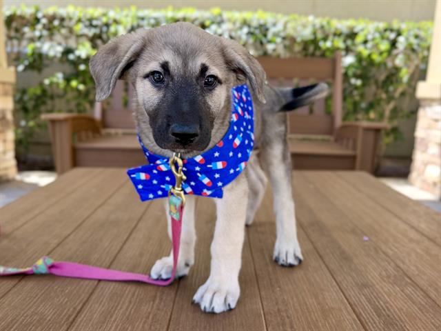 Chocolate Chip