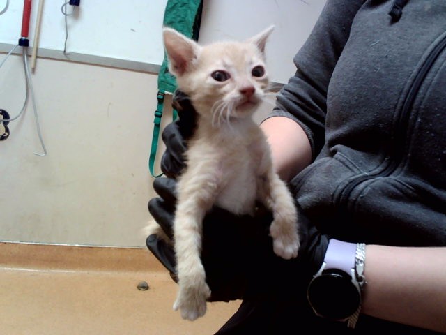 Adoptable Cat
