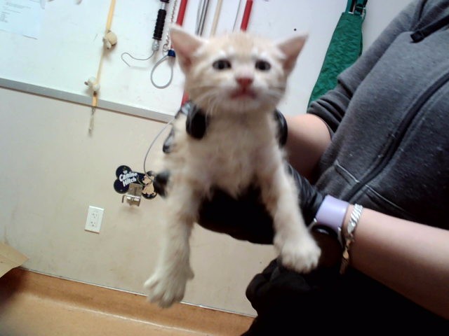 Adoptable Cat
