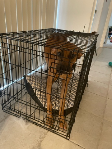 Puppy
