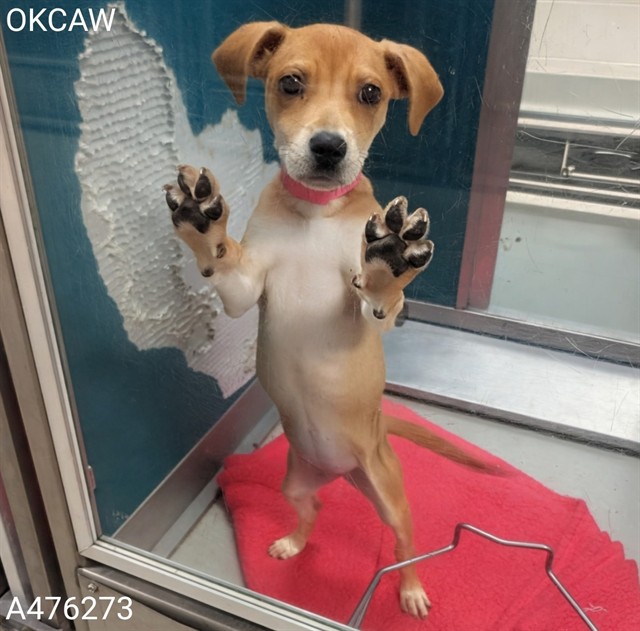 Adoptable Dog