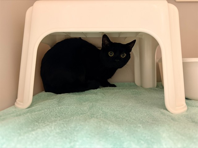 Salem