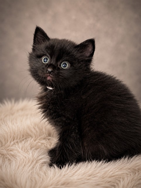 Pepper