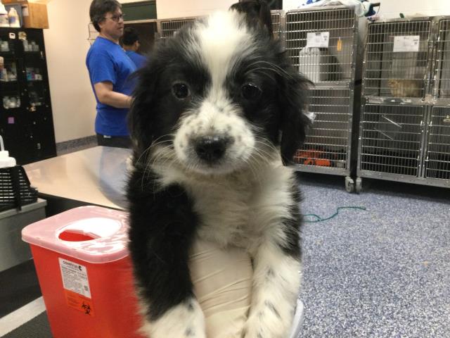 Adoptable Dog