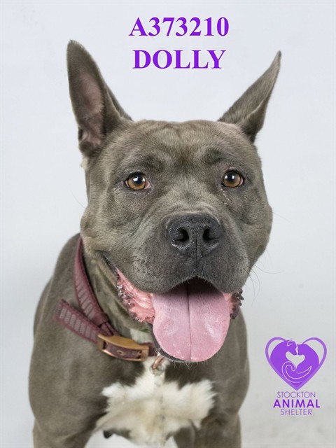 Dolly