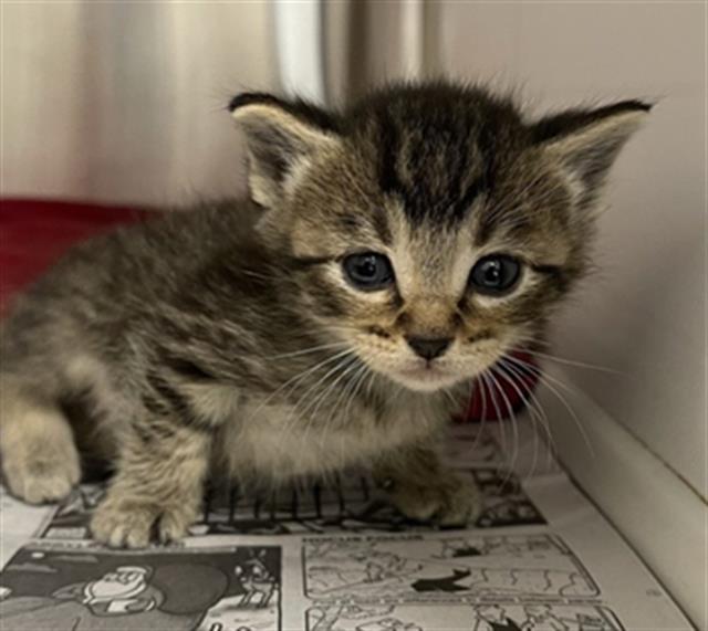 Adoptable Cat