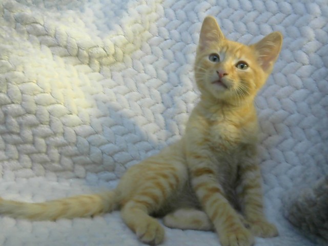 Adoptable Cat