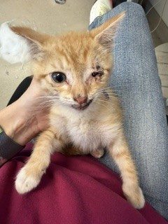 Adoptable Cat