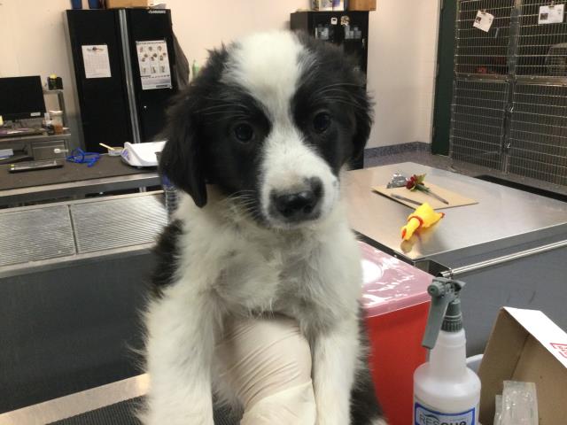 Adoptable Dog